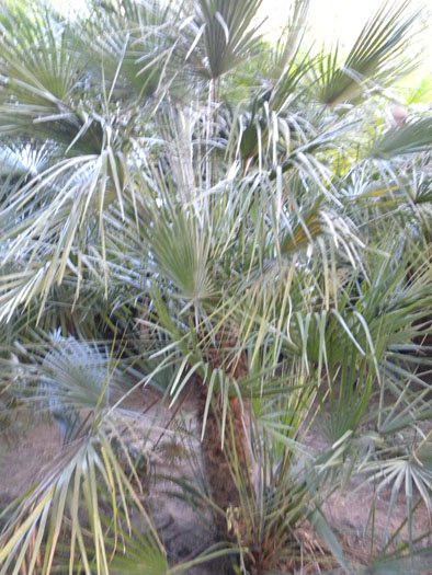 Trachycarpus fortunei 8.jpg